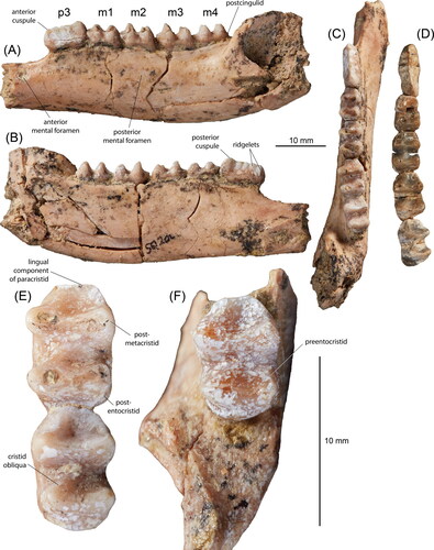 dorcopsoides cowpatensis