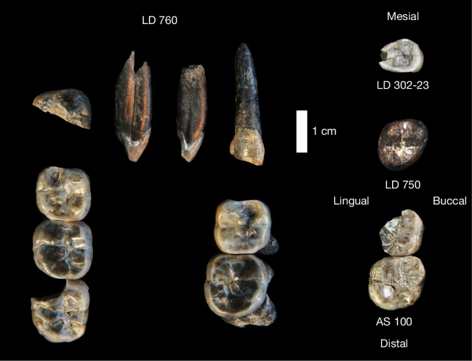 hominins in ledi gararu