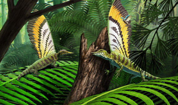 mirasaura grauvogeli