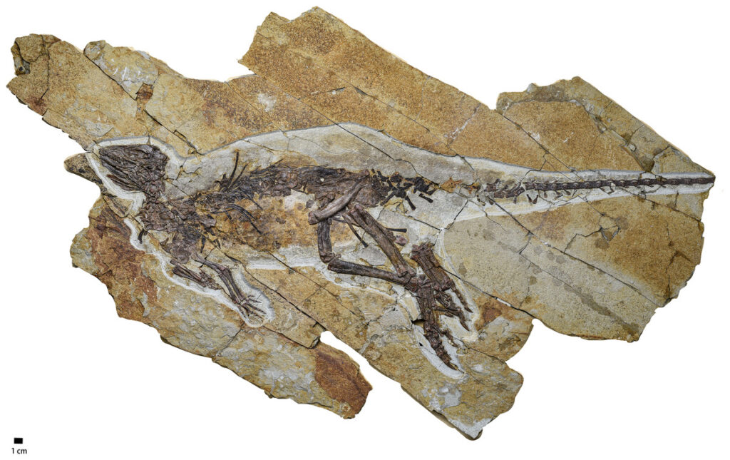 pulaosaurus qinglongin