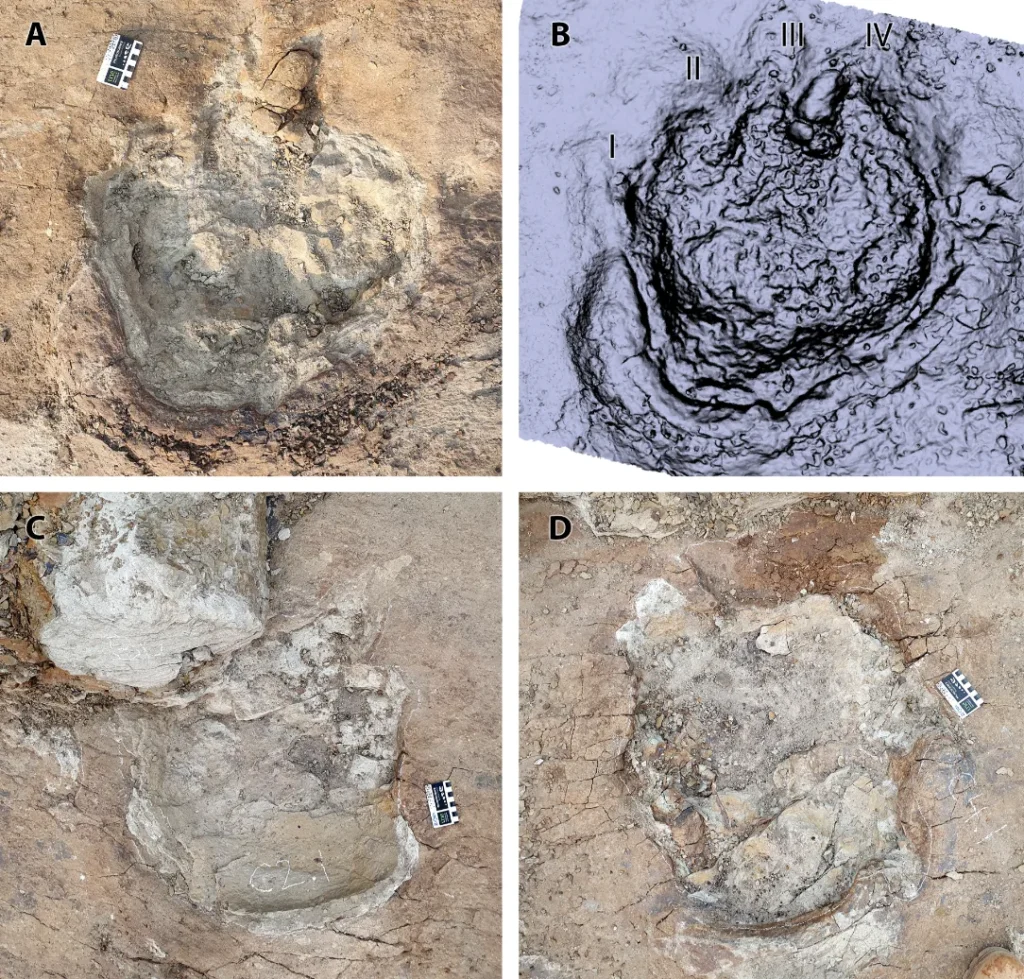 Four Ceratopsipes footprints at Dinosaur Provincial Park, Alberta: three field photos and one digital model labelled I–IV
