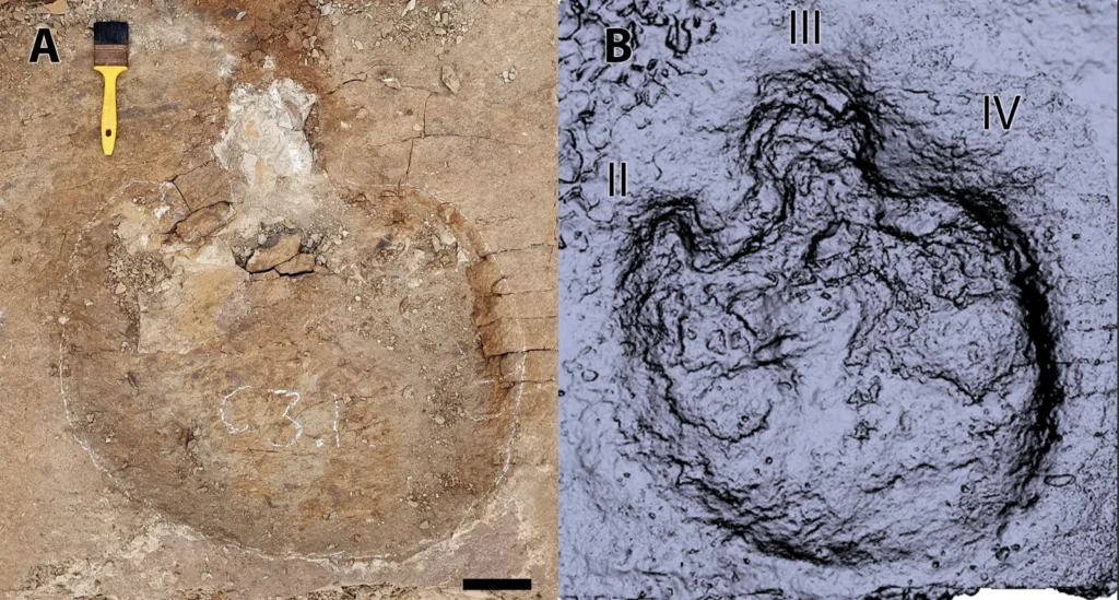 Possible ankylosaurid footprint from Dinosaur Provincial Park: field photo with a brush for scale and its digital model