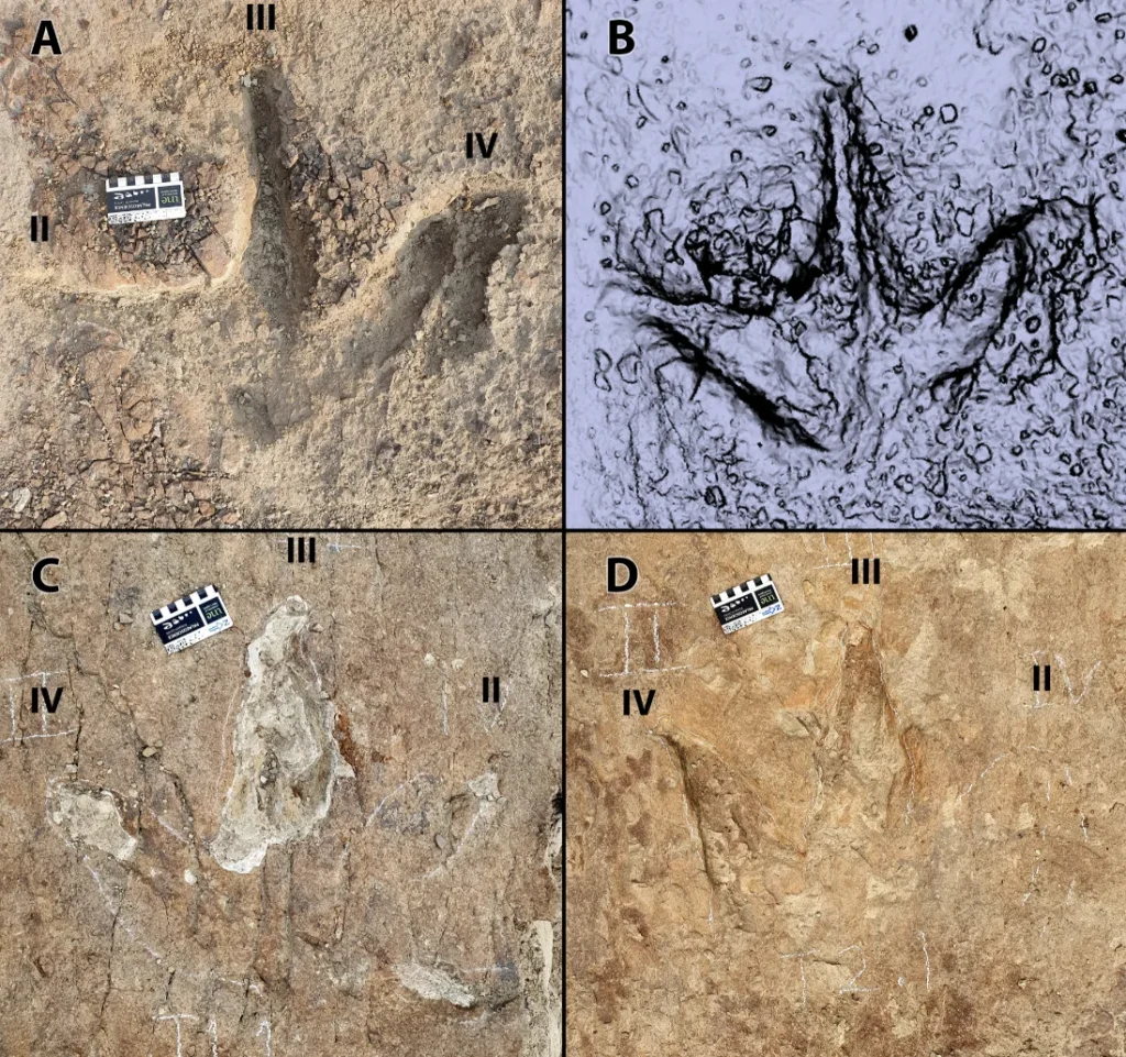 Three-toed tyrannosaurid footprints at Dinosaur Provincial Park, Alberta: field photos and a digital model, toes II–IV