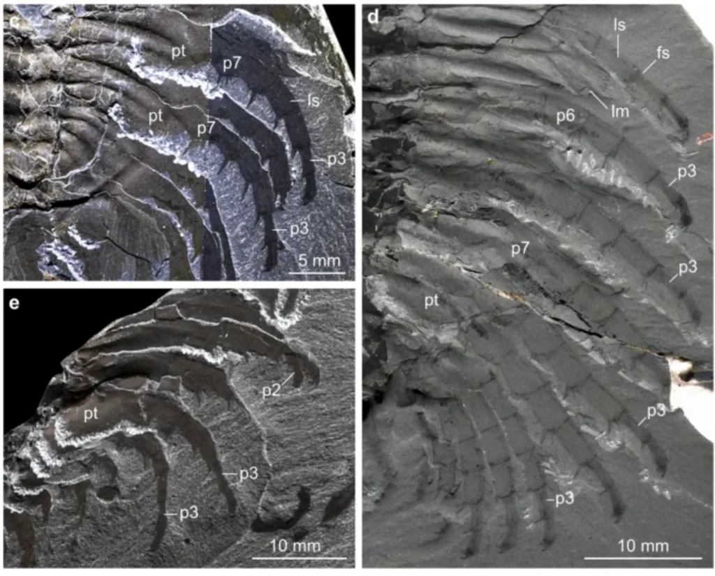 Burgess Shale Olenoides serratus trilobite fossils with legs (endopodites) preserved flexed, segments labelled