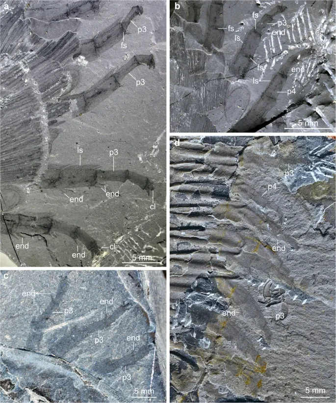 Burgess Shale Olenoides serratus fossils with walking legs (endopodites) preserved extended, segments and spines labelled