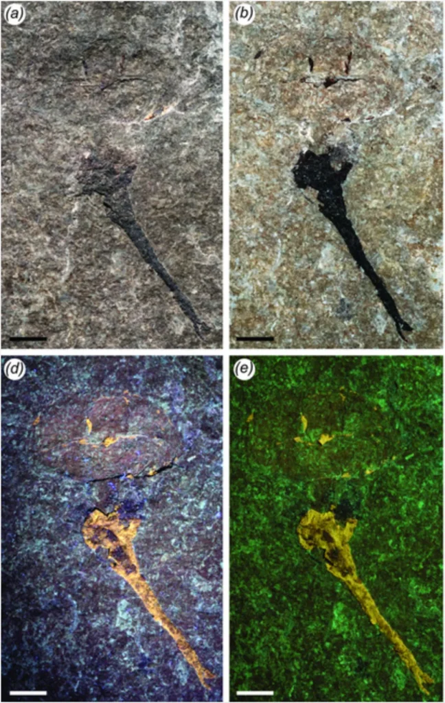 80-million year gap in horsehoe crab fossil record filled Ciurcalimulus discobolus holotype, a 425-million-year-old horseshoe crab fossil, under polarized light and other imaging