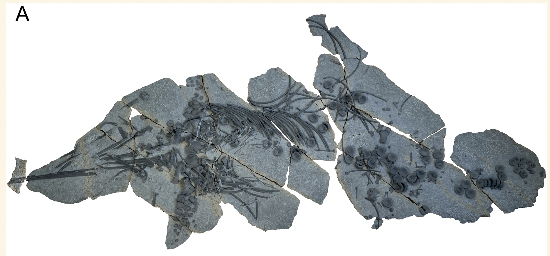 New Jurassic Ichthyosaur Species Discovered in Germany