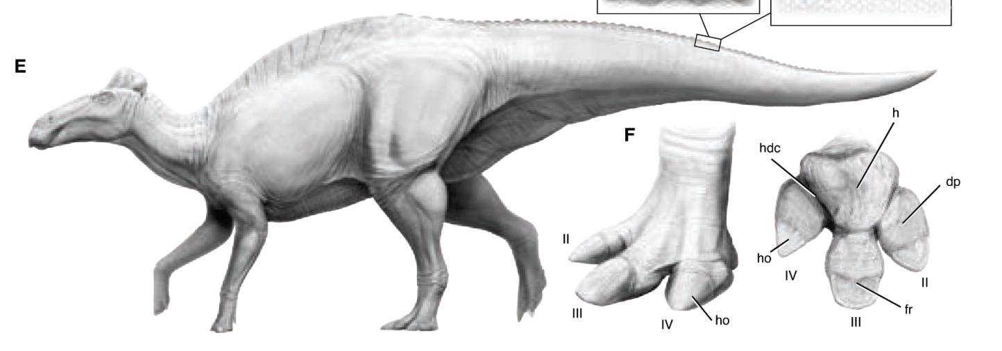 Edmontosaurus “Mummies” found with History’s First Hooves